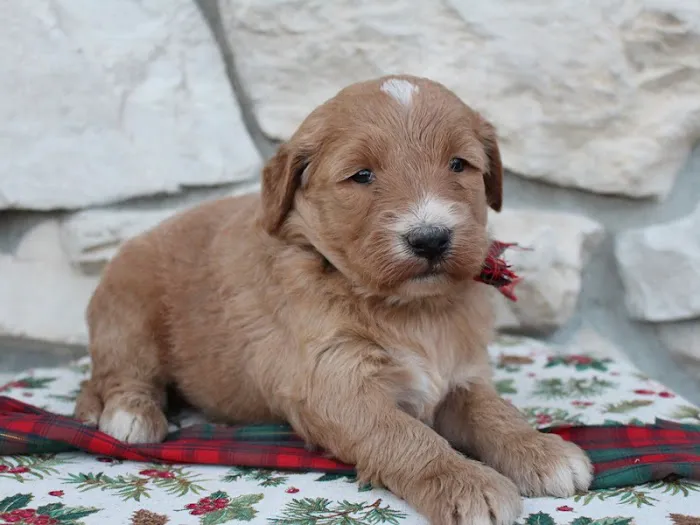 Ramsey Creek Kennels Picture 10