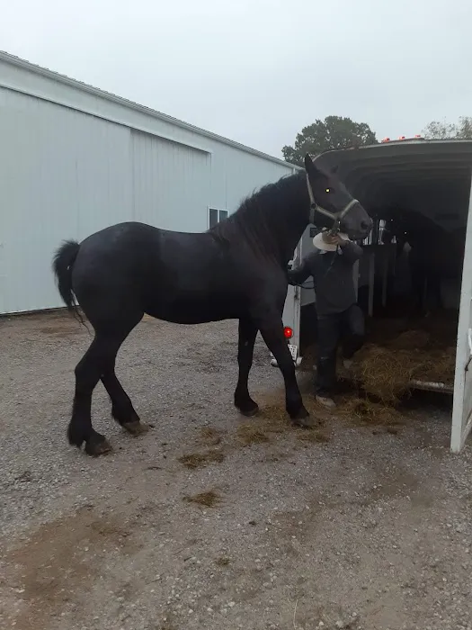 Southern Indiana Equine Picture 3