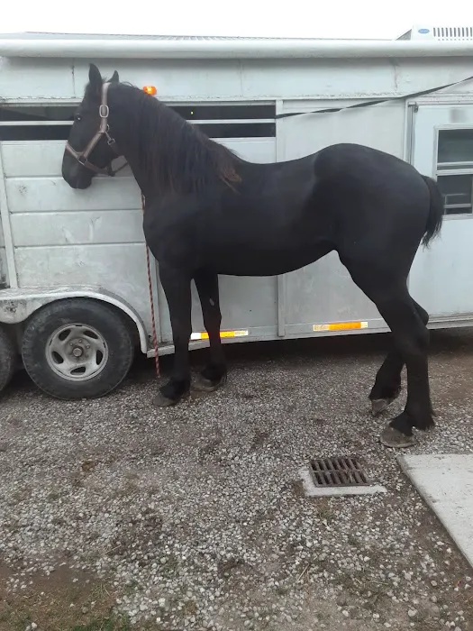 Southern Indiana Equine Picture 9