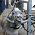 Southern Indiana Equine