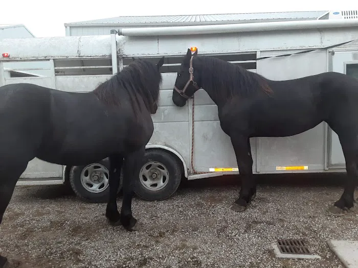 Southern Indiana Equine Picture 5