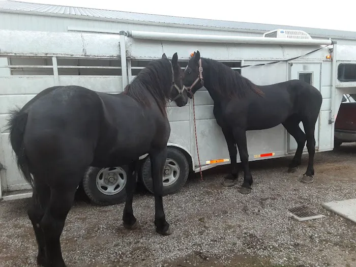 Southern Indiana Equine Picture 4