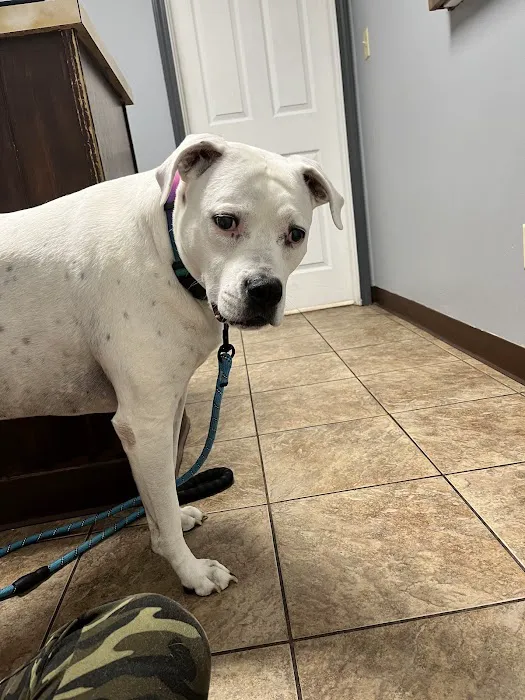 St. Clair Veterinary Clinic Picture 5