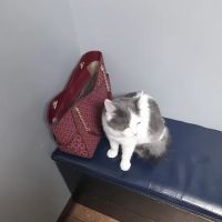 St. Clair Veterinary Clinic ico