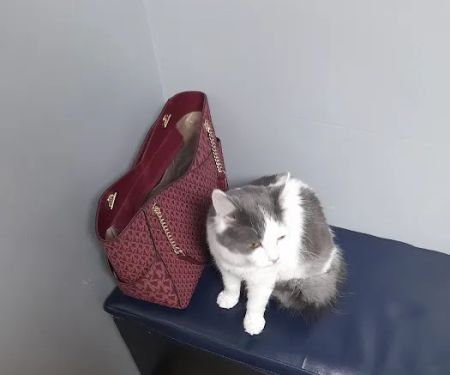St. Clair Veterinary Clinic
