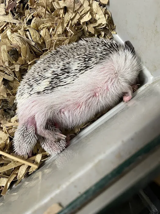 Scales N Tails Exotic Pet Supply Picture 7