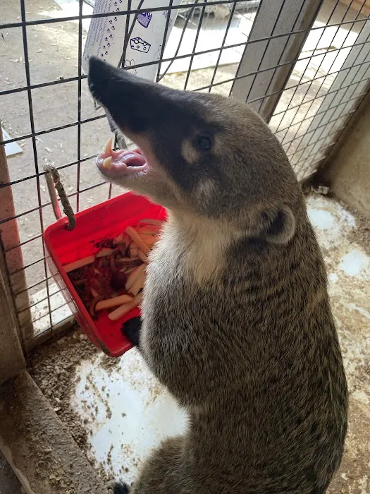 Scales N Tails Exotic Pet Supply Picture 3