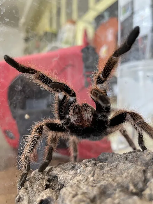 Scales N Tails Exotic Pet Supply Picture 2