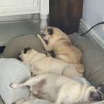 Owen County Animal Clinic