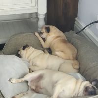 Owen County Animal Clinic ico