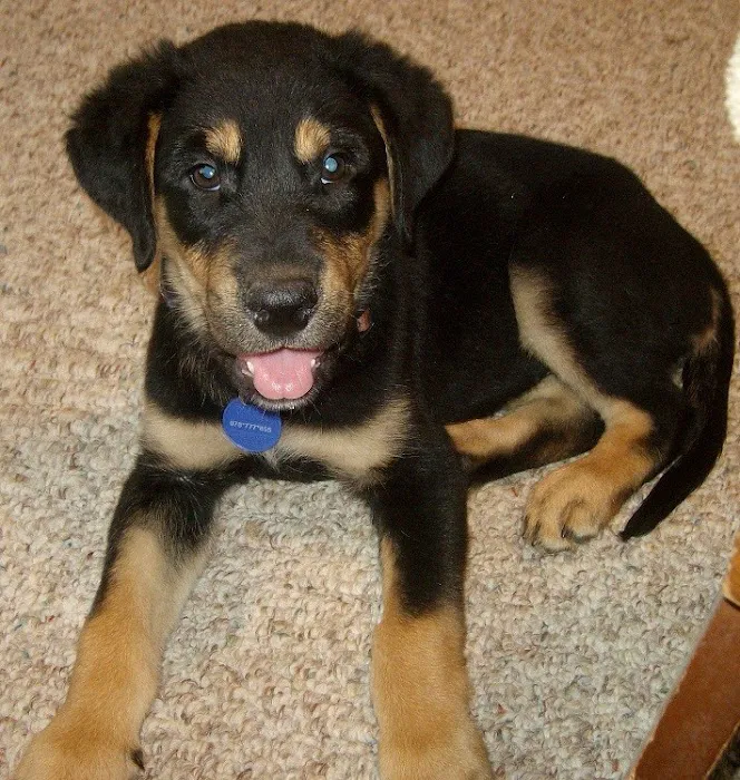 Jennings Veterinarians Picture 6