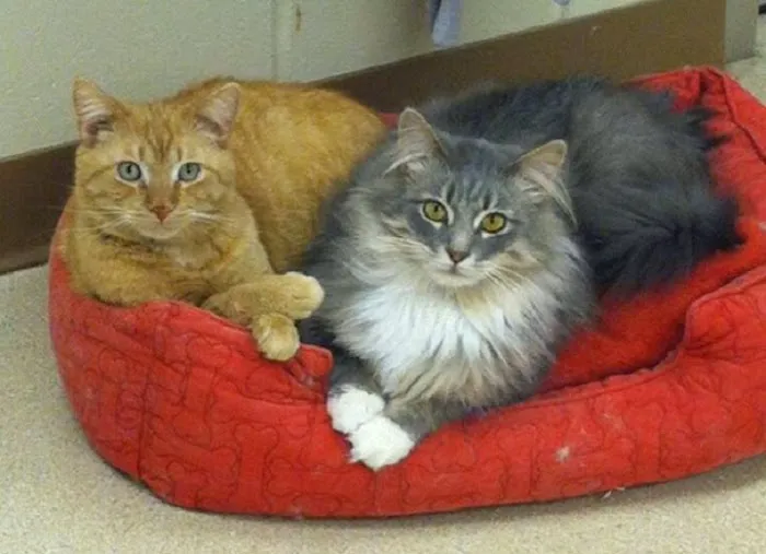 Laughery Valley Veterinary Hospital Picture 6