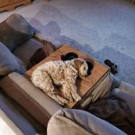 County Line Vet Services, INC