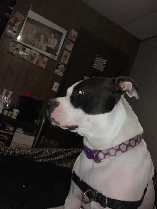 County Line Vet Services, INC Picture 7