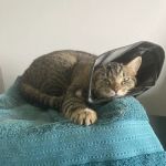 Elk Creek Animal Hospital of Bullitt County