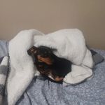 East Bullitt Animal Clinic