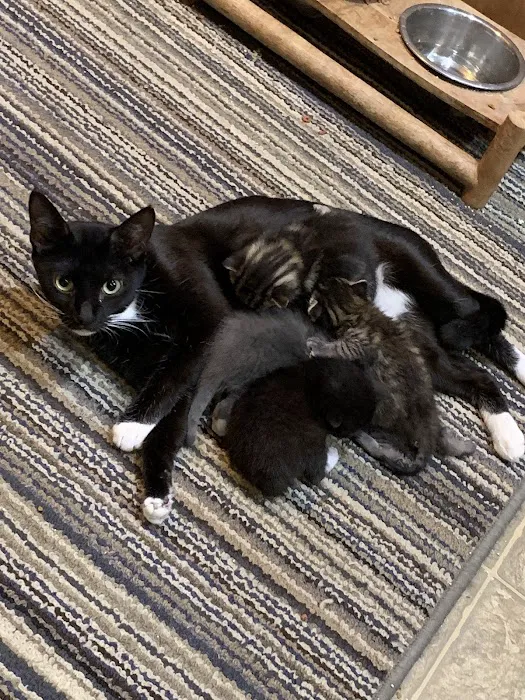 Shepherdsville Animal Hospital Picture 2
