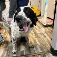 Shepherdsville Animal Hospital ico