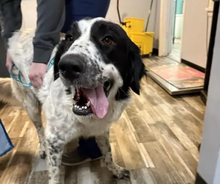 Shepherdsville Animal Hospital