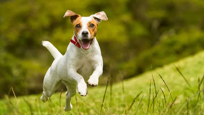 Johnsen Veterinary Services Picture 7