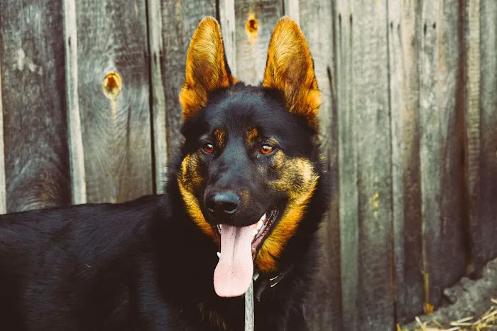 Johnsen Veterinary Services Picture 3