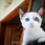 Johnsen Veterinary Services