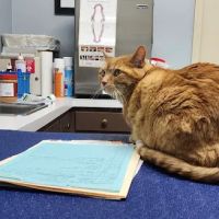 Mt. Washington Animal Clinic ico