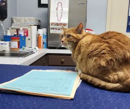 Mt. Washington Animal Clinic