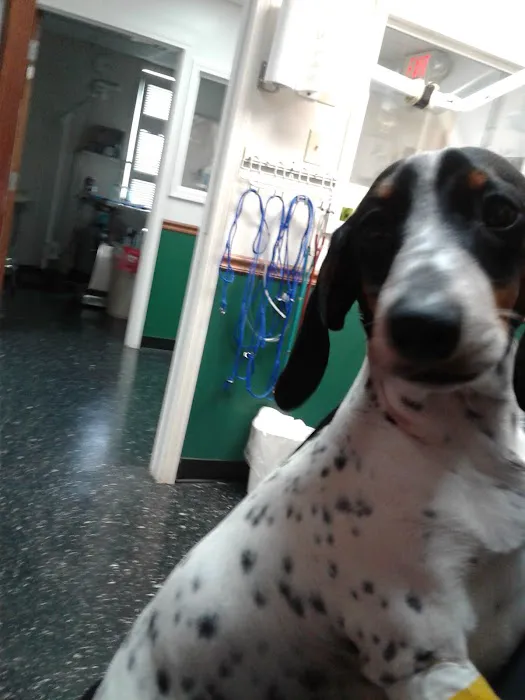 Cornerstone Animal Clinic PLLC Picture 10