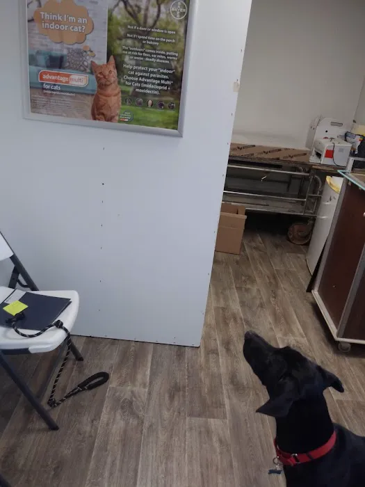 Cornerstone Animal Clinic PLLC Picture 4