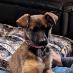 Cornerstone Animal Clinic PLLC