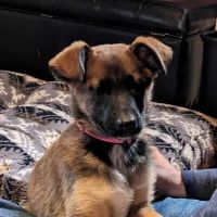 Cornerstone Animal Clinic PLLC ico