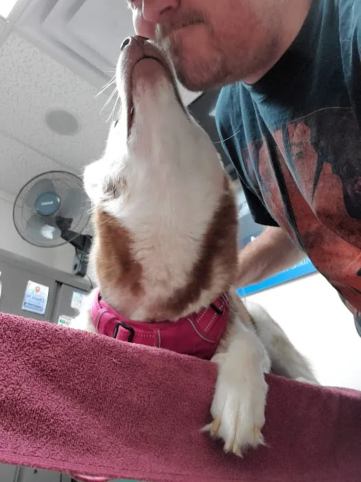 Cornerstone Animal Clinic PLLC Picture 7