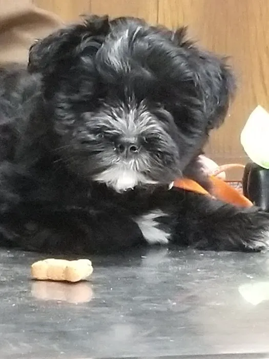 Midway Veterinary Clinic Picture 1