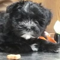 Midway Veterinary Clinic ico