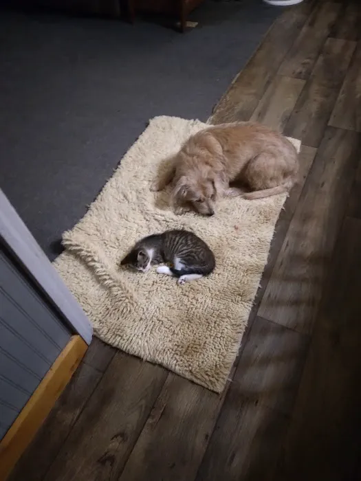 Midway Veterinary Clinic Picture 2