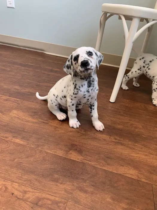 Vine Grove Veterinary Hospital Picture 6