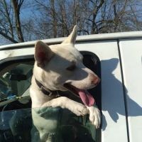Vine Grove Veterinary Hospital ico
