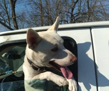 Vine Grove Veterinary Hospital