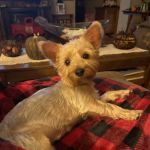 Fort Knox Veterinary Treatment Facility