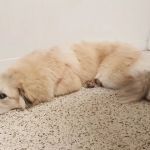 Bluegrass Animal Care Center-Radcliff