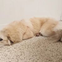 Bluegrass Animal Care Center-Radcliff ico