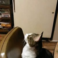 North Hardin Veterinary Clinic ico