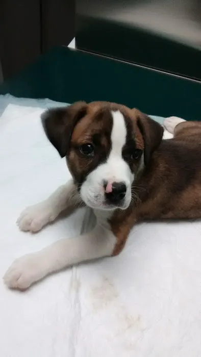 North Hardin Veterinary Clinic Picture 5