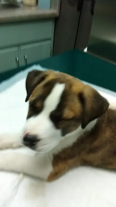 North Hardin Veterinary Clinic Picture 9