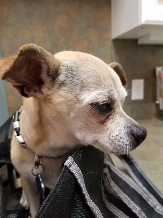 Charlestown Veterinary Clinic Picture 2