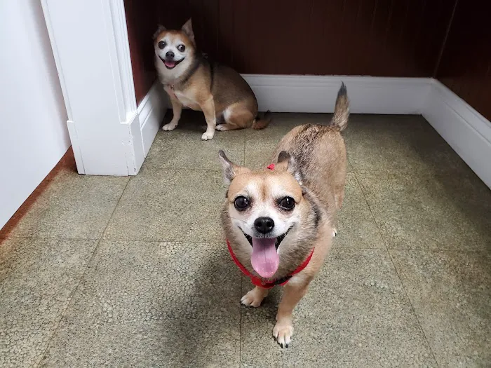 Charlestown Veterinary Clinic Picture 10