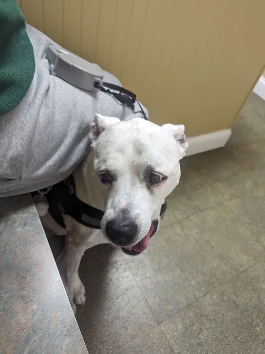 Charlestown Veterinary Clinic Picture 5