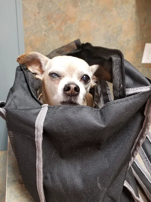 Charlestown Veterinary Clinic Picture 8
