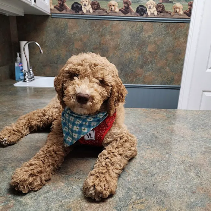 Charlestown Veterinary Clinic Picture 4